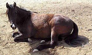 Cheval arabe noir en cours de réveil.