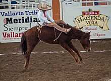 Charro esegue il Jineteo de Yegua