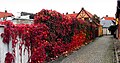 Boston ivy covering a wall. Ystad/Sweden.