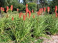 Kniphofia thomsonii