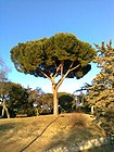 Fraga de Pinus pinea (La Dehesa de la Villa, Madrid)