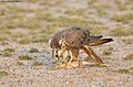 Laggar falcon with a just caught Indian spiny-tailed lizard (Saara hardwickii)