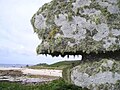 Image 20 Lichen covered rocks (from Marine fungi)