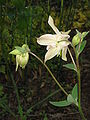 Aquilegia vulgaris cultivar