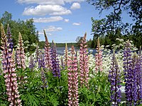 Lupiner vid sjö i Småland