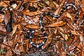 Lycodon fasciatus, Banded wolf snake - Phu Kradueng National Park