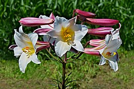 Lilium regale.