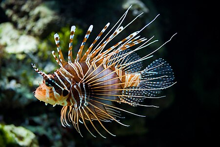 Pterois antennata, by Chmehl