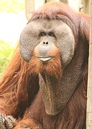 Male Hybrid orangutan "Rudi" at the zoo