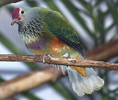 Description de l'image Mariana Fruit Dove.jpg.