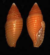 Mitra vexillum