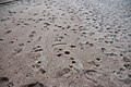 Animal and human tracks in the sand