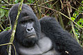 Image 7The endangered mountain gorilla; half of its population live in the DRC's Virunga National Park, making the park a critical habitat for these animals. (from Democratic Republic of the Congo)