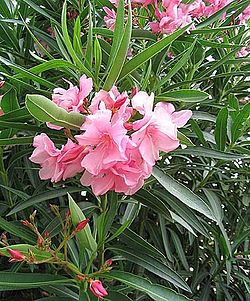 Oleanteri (Nerium oleander)