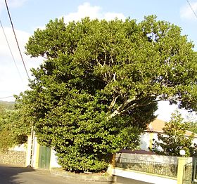 Ocotea foetens (Terra Chã, Açores)