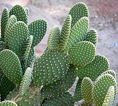 Description de l'image Opuntia_microdasys_3.jpg.