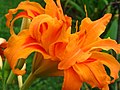 Double Hemerocallis fulva or Kwanso