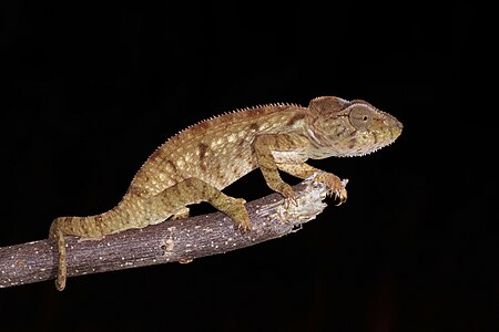 Malagasy giant chameleon, juvenile, by Charlesjsharp