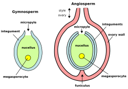 Biljne ovule (megagametofiti): Ovule golosemenjača (levo) i angiospermi