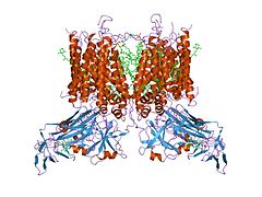 Цит. b6f из M. laminosus (1vf5).