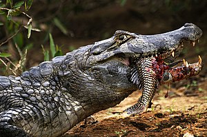 Fish are a major part of the caiman's diet