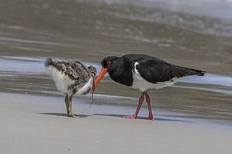 adult feeding juvenile