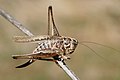 Tuberous bushcricket (Platycleis sp.)