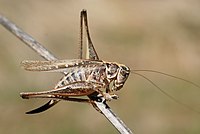 Platycleis affinis