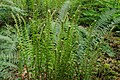 Plant with young fronds