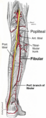 Major arteries of the leg (posterior view).