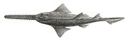 Largetooth sawfish Pristis perotteti