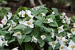 Pseudotrillium