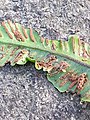 Psychoides filicivora feeding signs on hart's-tongue fern