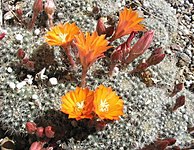 Clustered globular habit (Rebutia species)