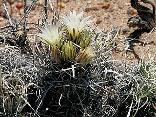 Unusual flattened spines of Sclerocactus papyracanthus