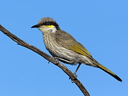 Медник жовтокрилий (Gavicalis virescens)