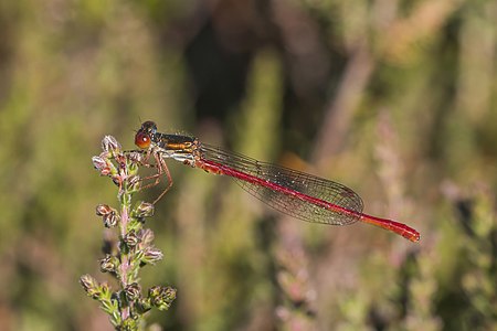 Small red damselfly, male, by Charlesjsharp