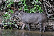 Gray tapir