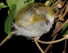 Roosting tailorbird