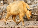 黃金羚牛（英語：Golden takin）