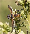 Trichopoda subdivisa, Californie (États-Unis).