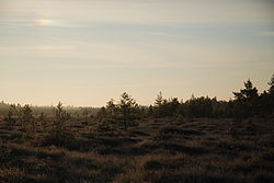 Morning in Mūša Upland Bog