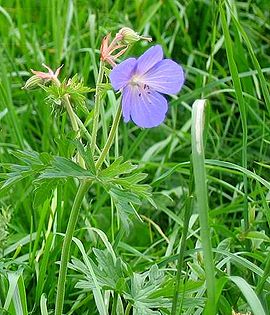 Geranium pratense