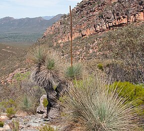 X. quadrangulata observed in the Flinders Ranges