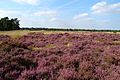 Tapis de Bruyère (Calluna vulgaris)