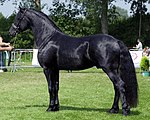 L'étalon Dark Ynte, 37, 5 % arabe. Né en 2001, 1,67 m.