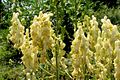 Aconitum lycoctonum subsp. neapolitanum.