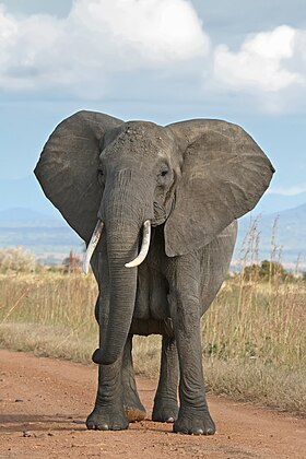 Uma fêmea de elefante da savana L. africana na Tanzânia.