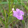 Smallflower false foxglove