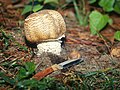 Agaricus augustus (Велика печурка)